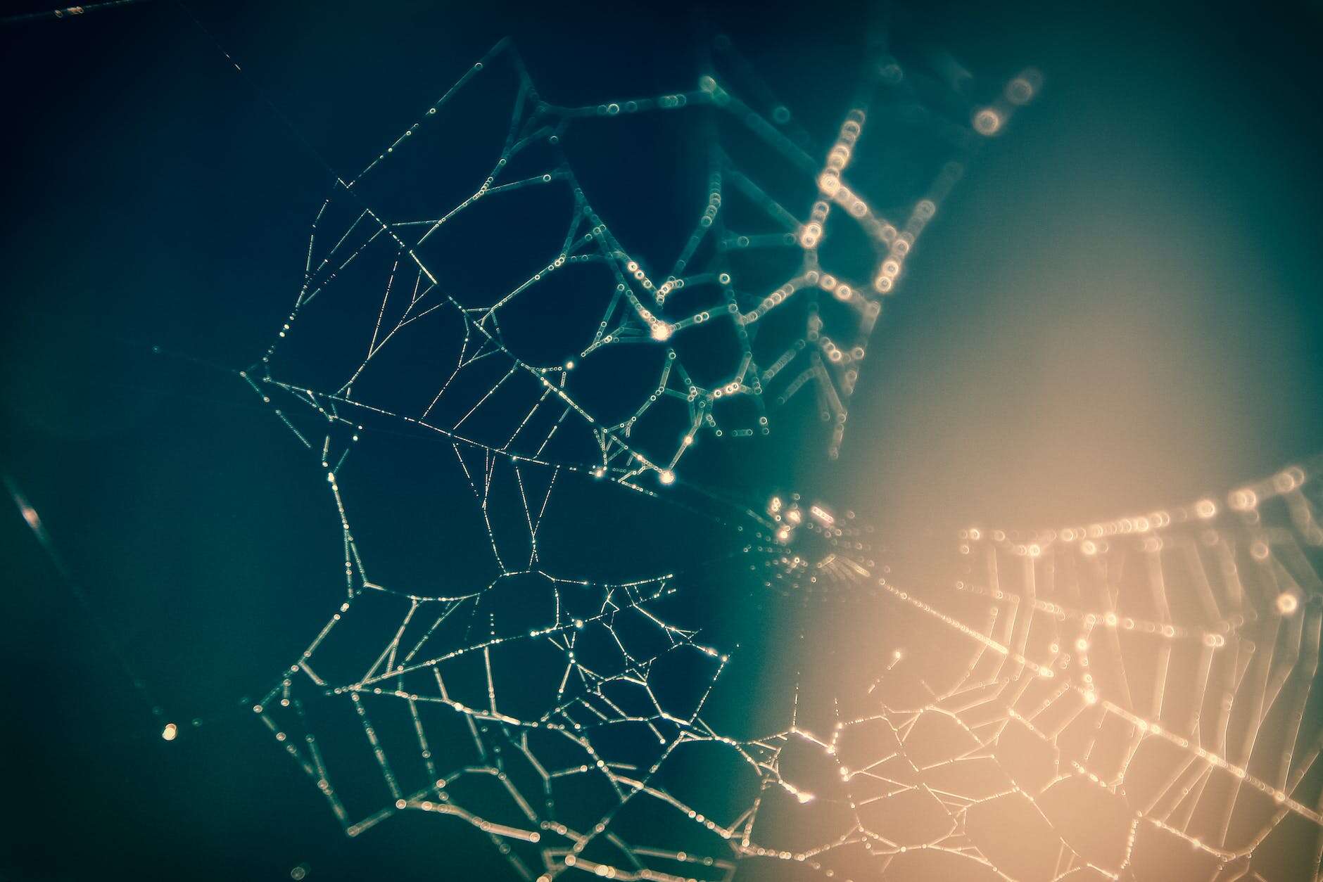 close up photography of spider web
